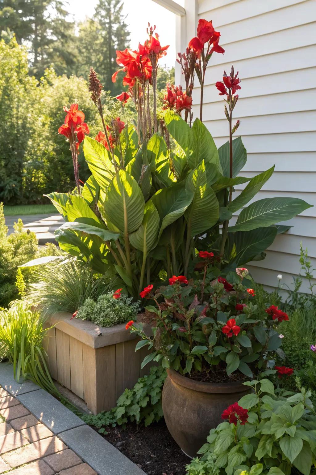 Canna lilies add height and structure to container gardens.