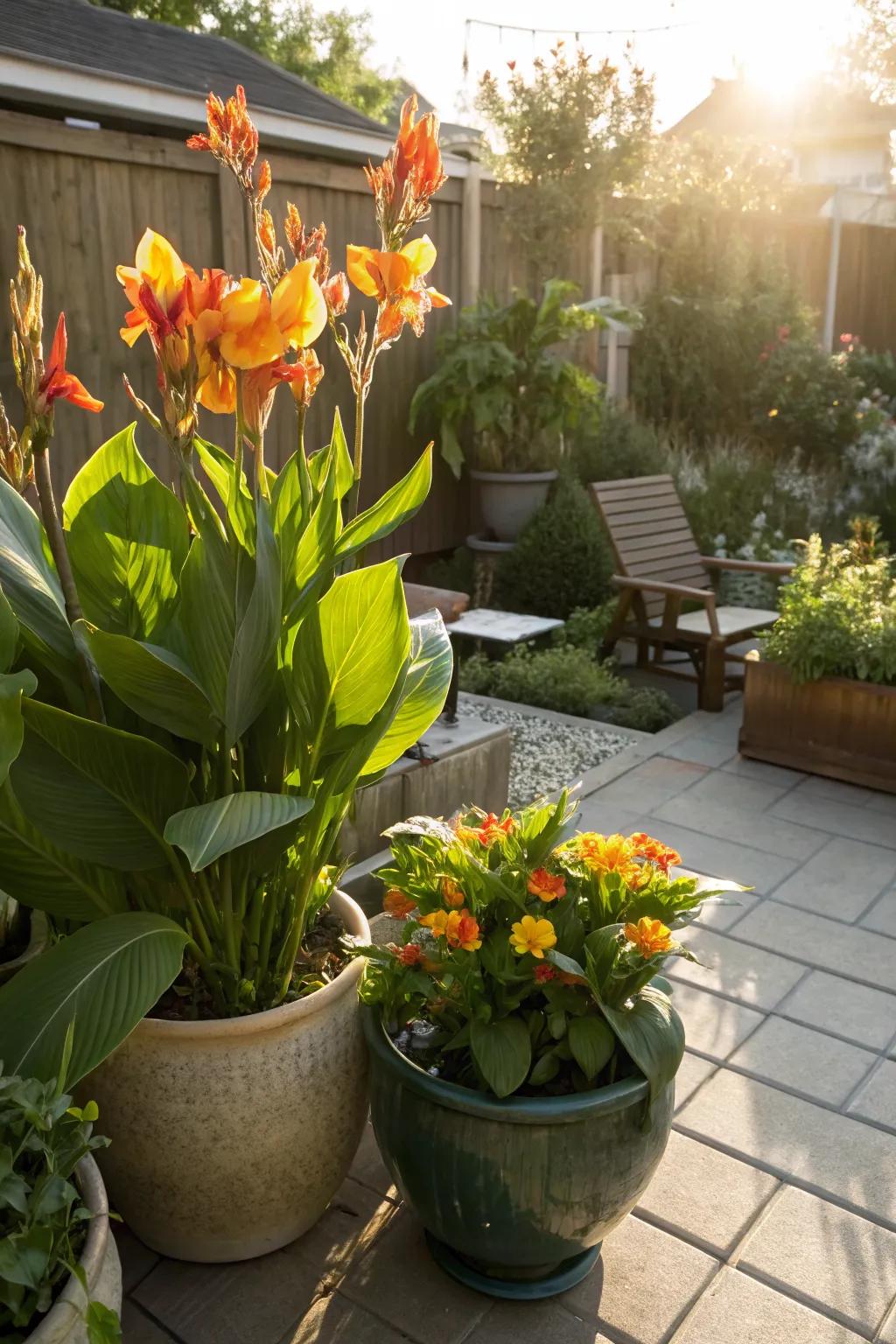 Canna lilies in containers add flexibility and beauty to patios.