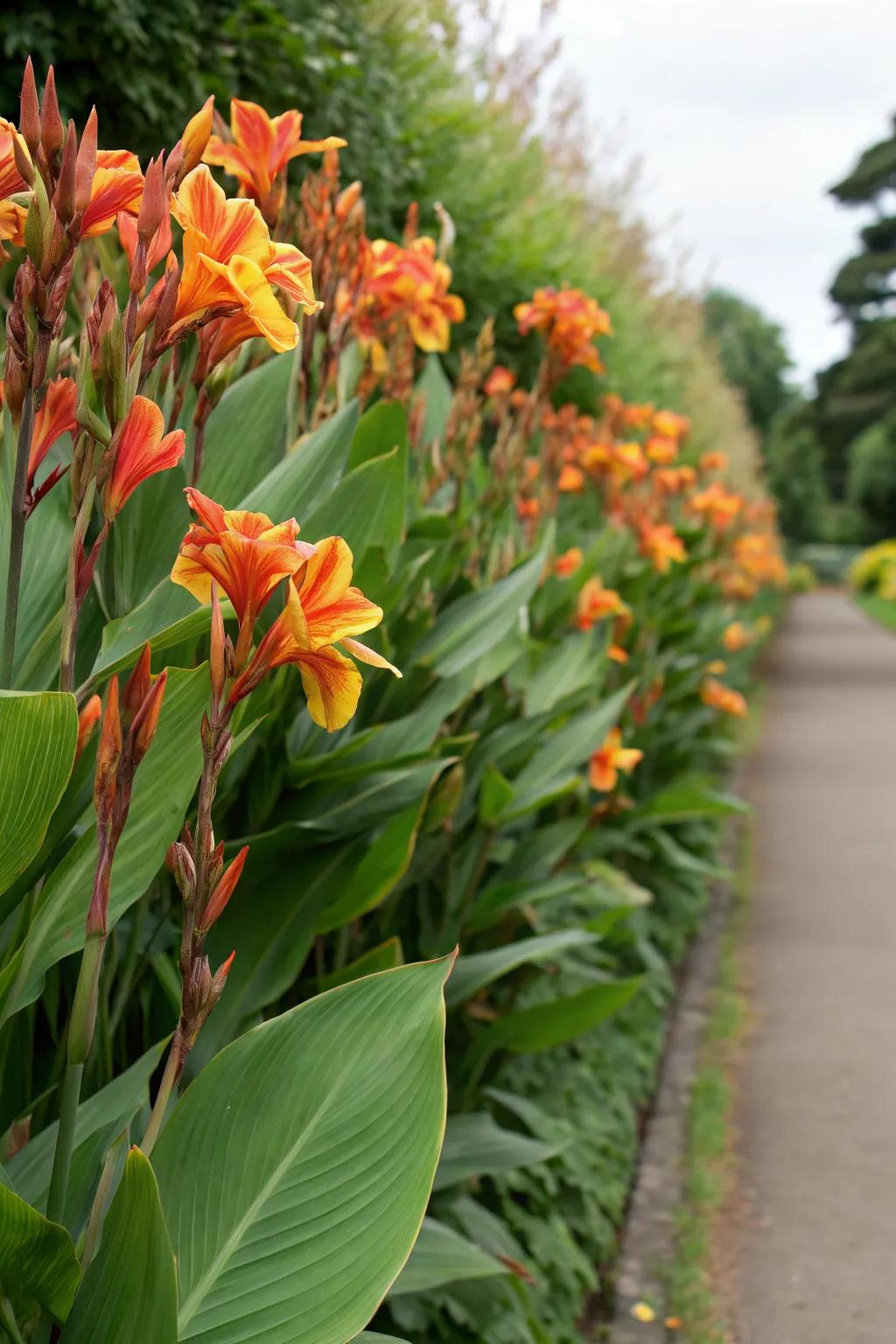 Tall canna lilies forming a natural privacy screen in a garden.