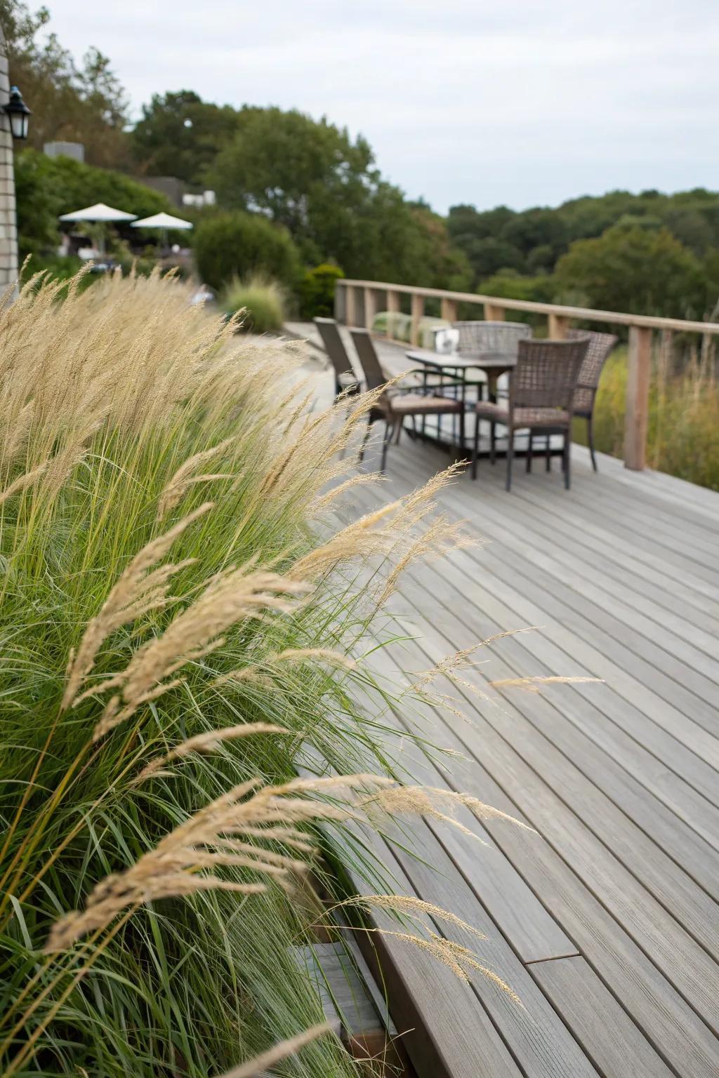 Ornamental grasses provide a stylish and natural privacy barrier.