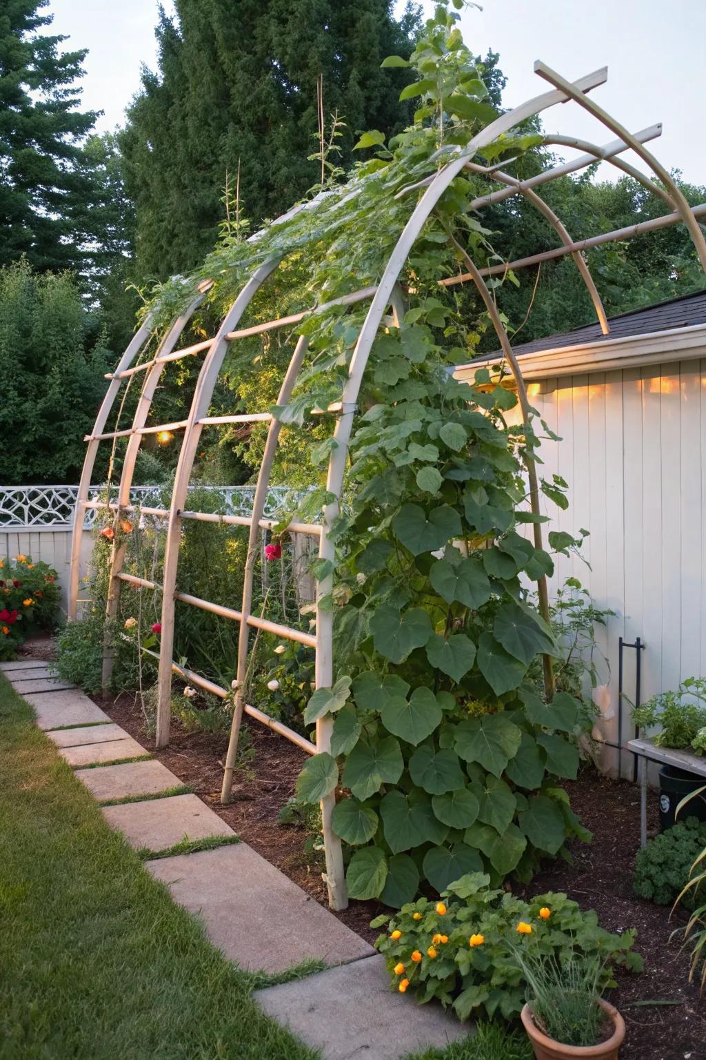 Durable and creative PVC pipe trellis for cucumbers.
