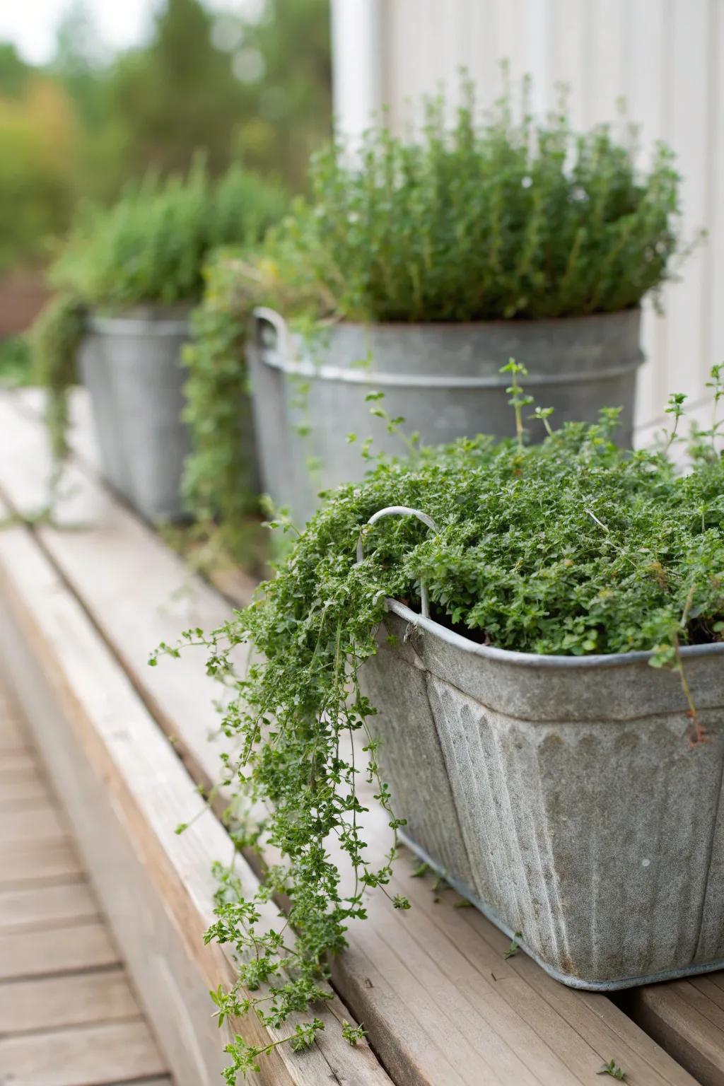 Create cascading effects with thyme in containers.