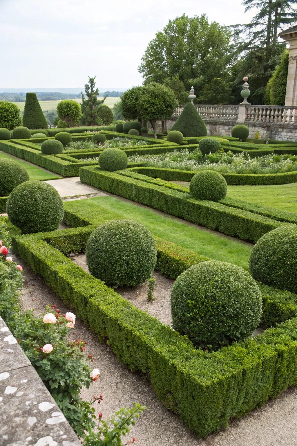 Boxwood spheres create a formal geometric garden design.
