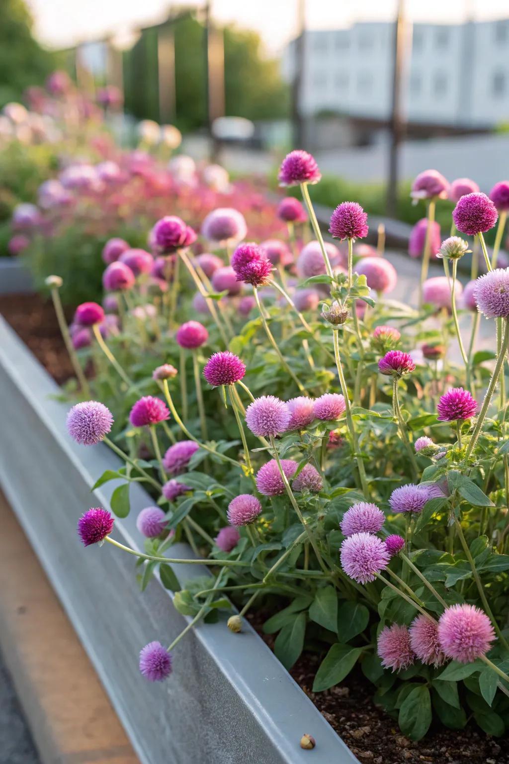 Globe amaranth adds a playful touch.