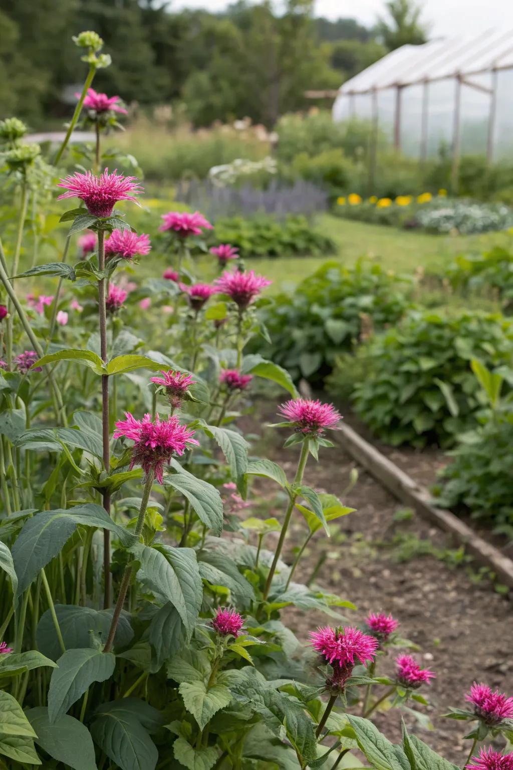 Bee balm attracting pollinators with vibrant flowers.