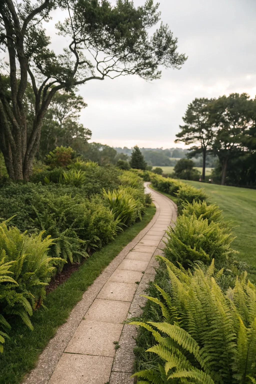 Enhance garden paths with the natural beauty of foxtail ferns.