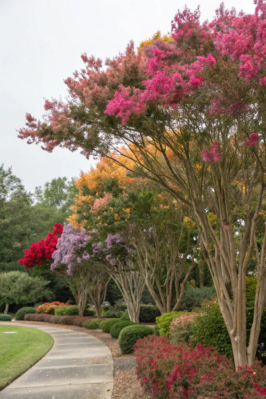 Crepe myrtles offer vibrant colors through every season.