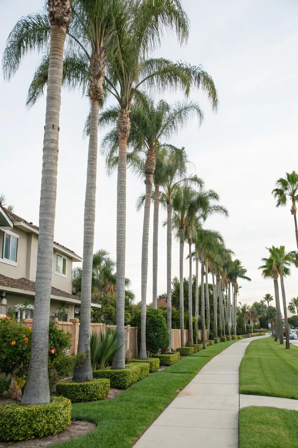 Tall palms create a lush, natural screen for privacy.