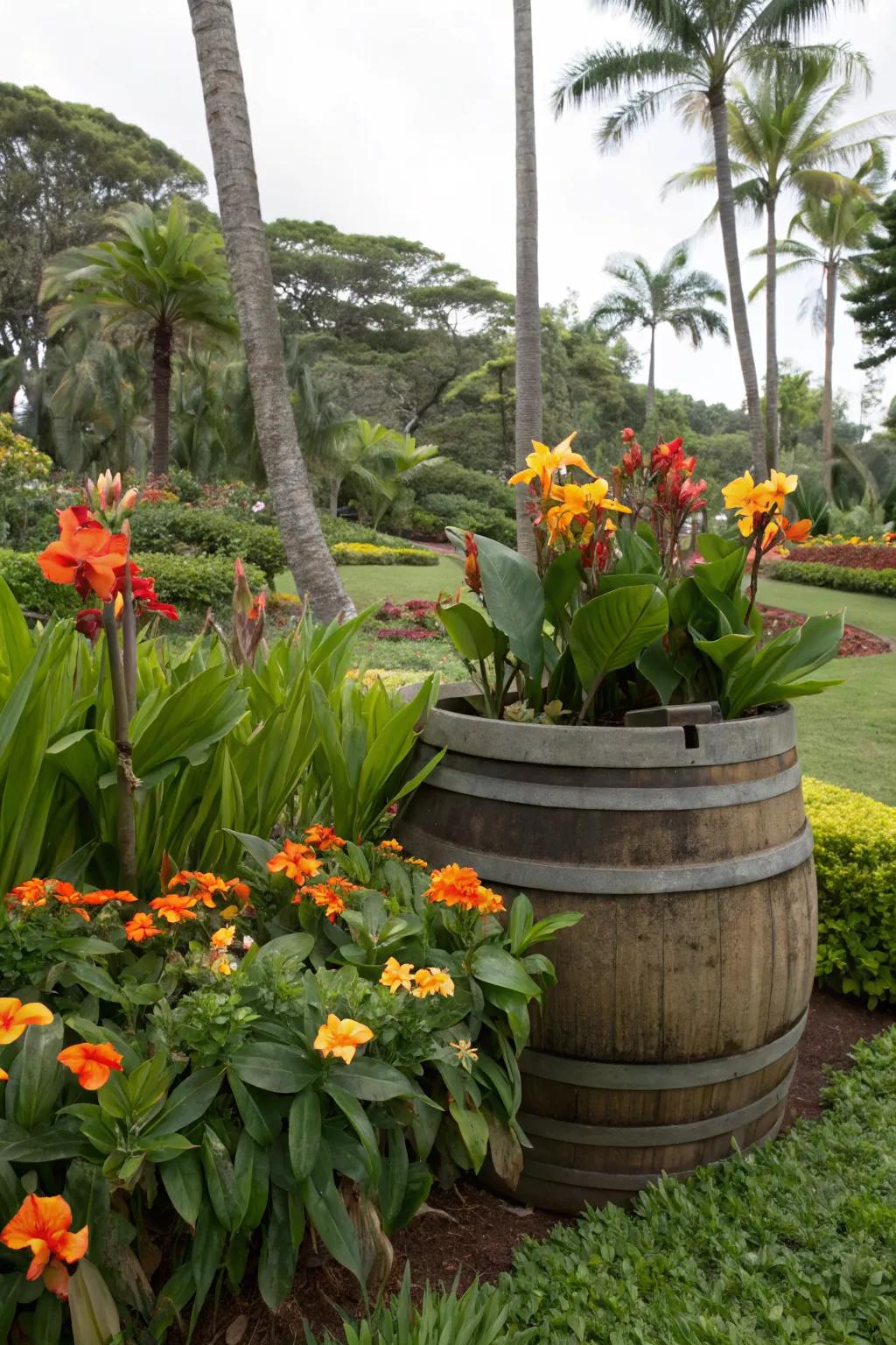 A tropical display of canna lilies in a whiskey barrel.