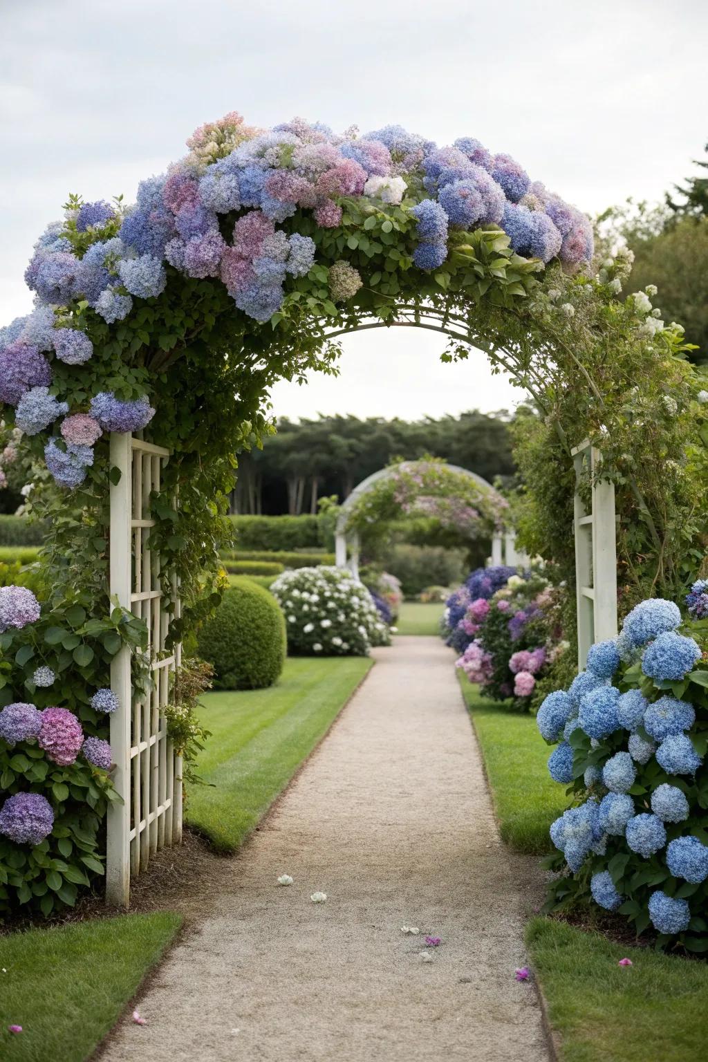 Hydrangeas adorning an archway for a lush garden entrance.