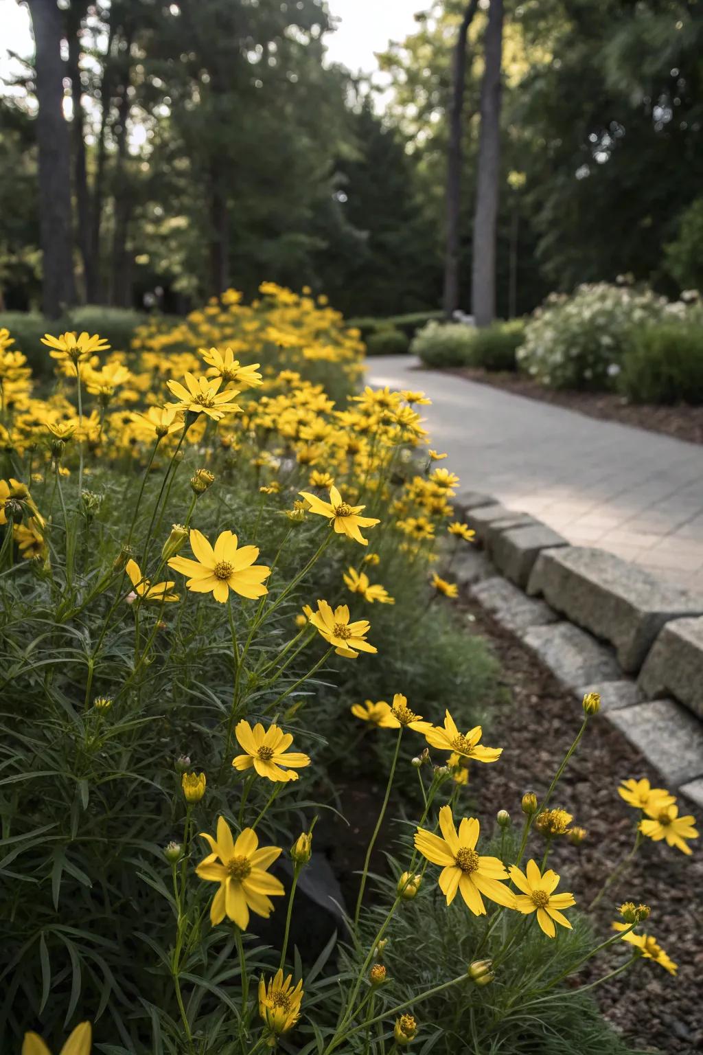 Threadleaf Coreopsis brings a cheerful touch to gardens.