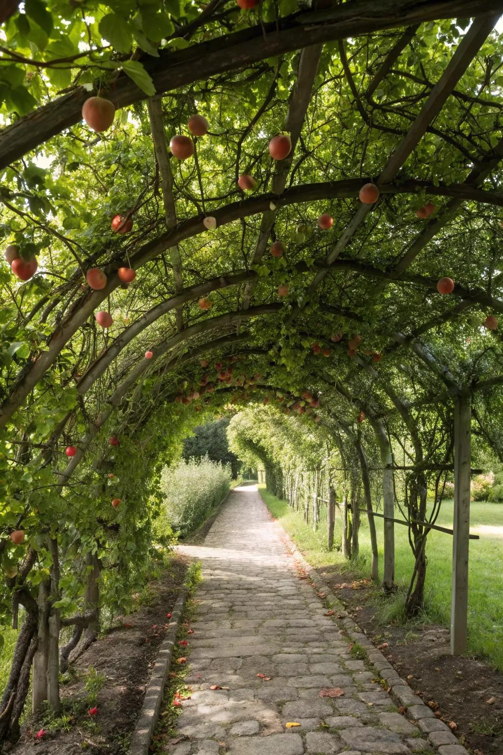 Walk through a fruitful arbor in your garden.