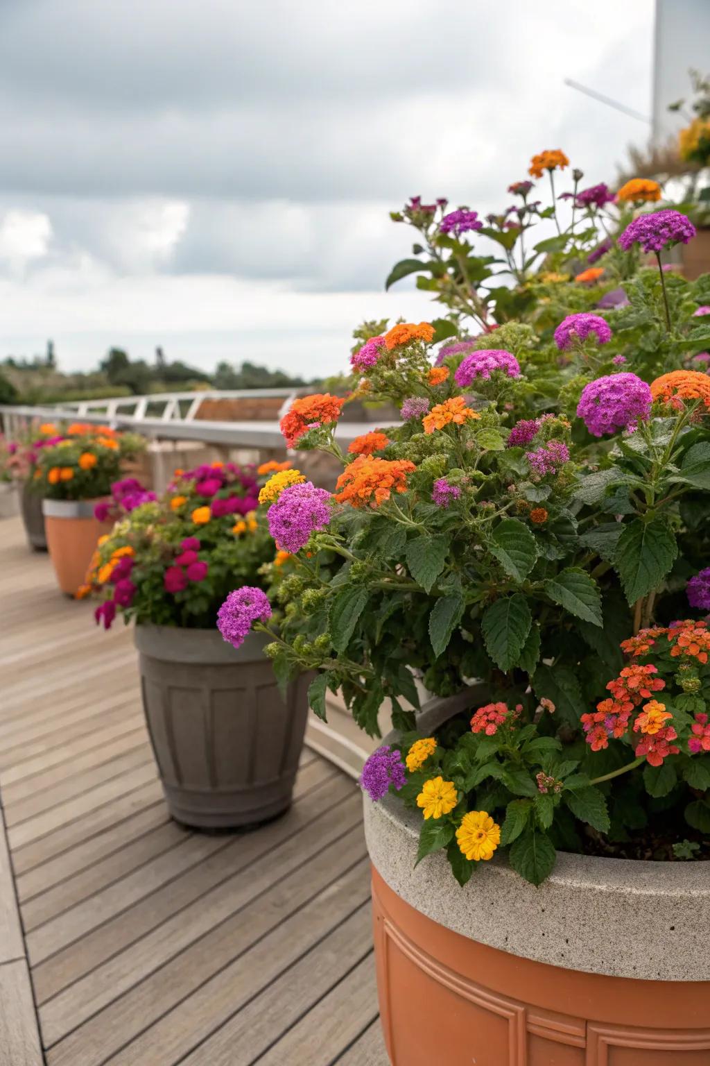 Decorative containers filled with lantanas, creating showpieces on a patio.