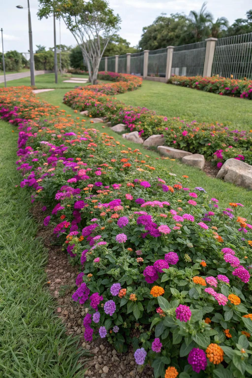 Lantana serves as a beautiful and practical ground cover.