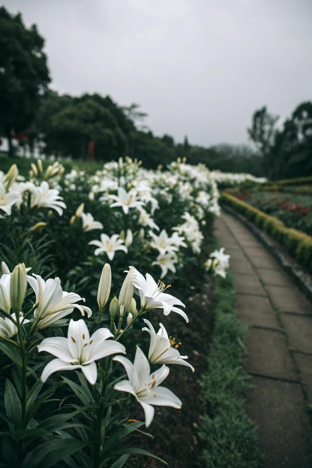 A monochrome lily bed creates a striking visual effect