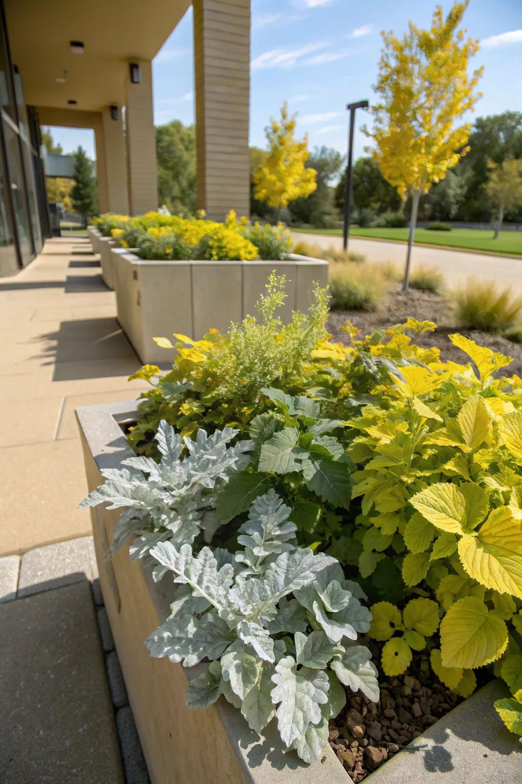 A sophisticated silver and gold combination with dusty miller and creeping jenny.