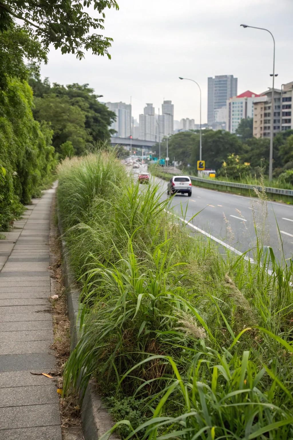 Transform medians into lush urban jungles.