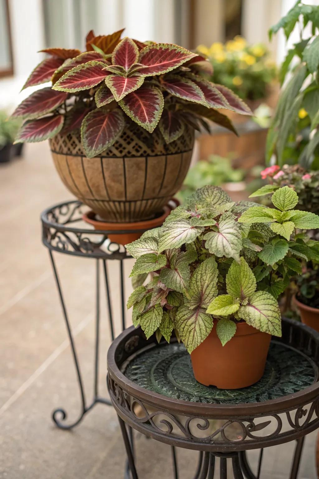 Bring your plants up to eye level for a better view.
