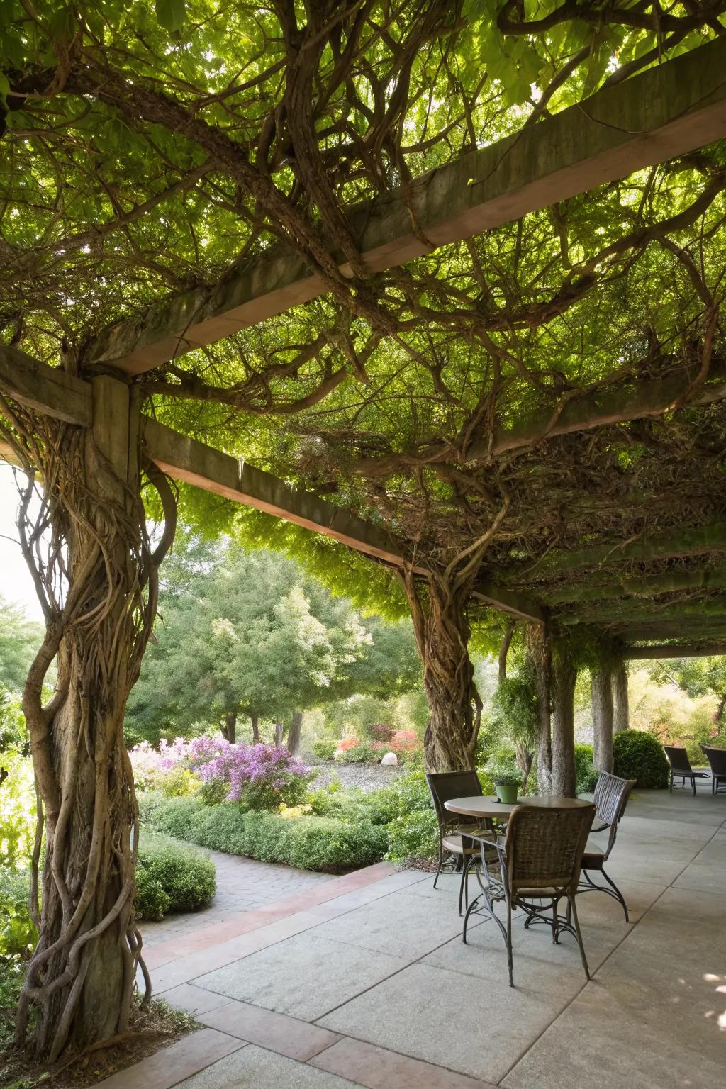 Natural vine pergola covers create a living, breathing patio oasis.