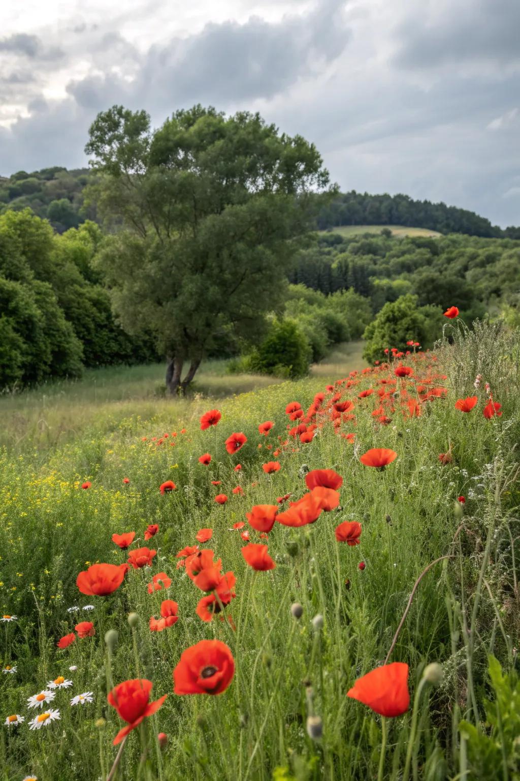 Tall poppies standing proudly with trees as a natural backdrop.