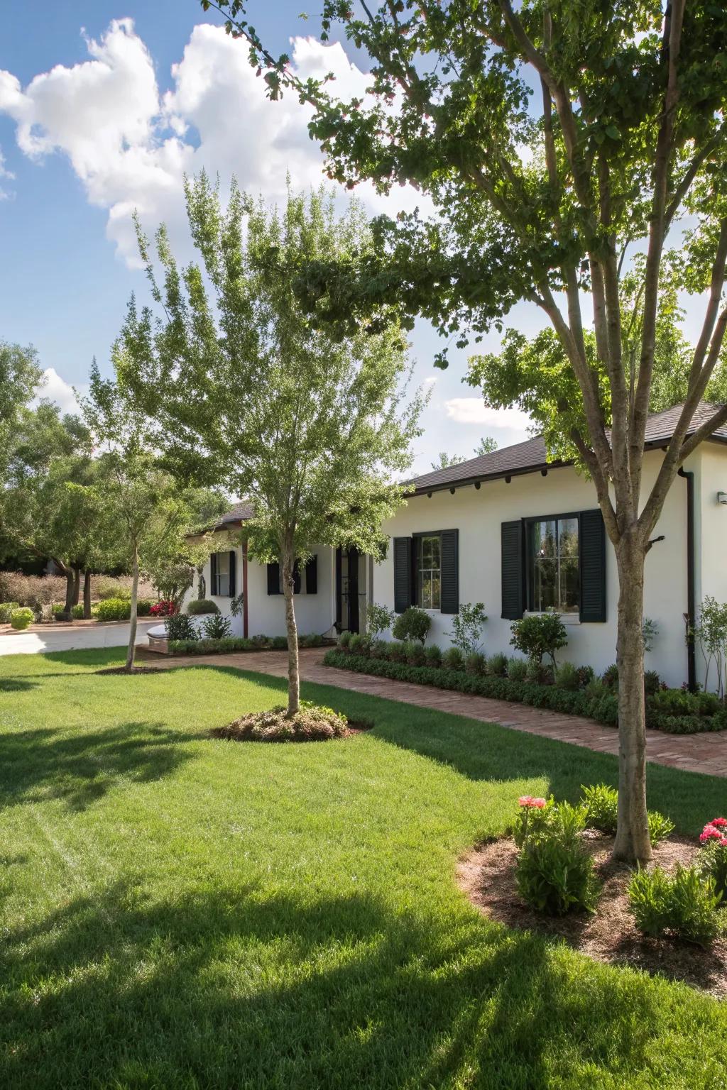 Trees add height and seasonal interest to your landscape.