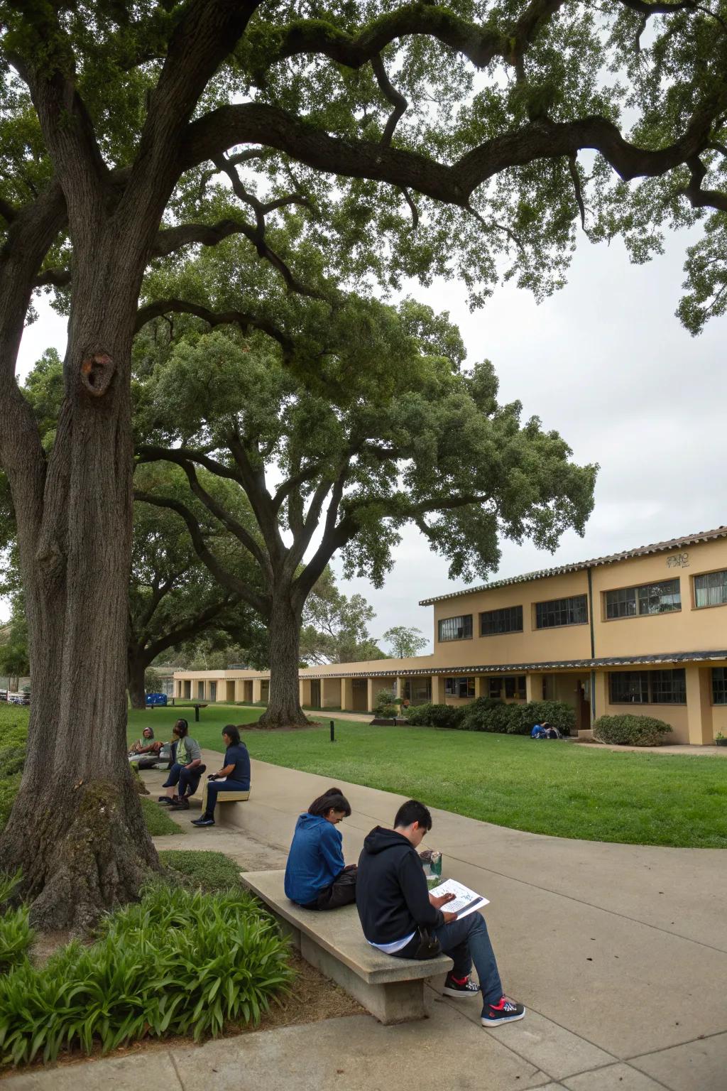 Mighty oaks offering a natural canopy for relaxation and study.