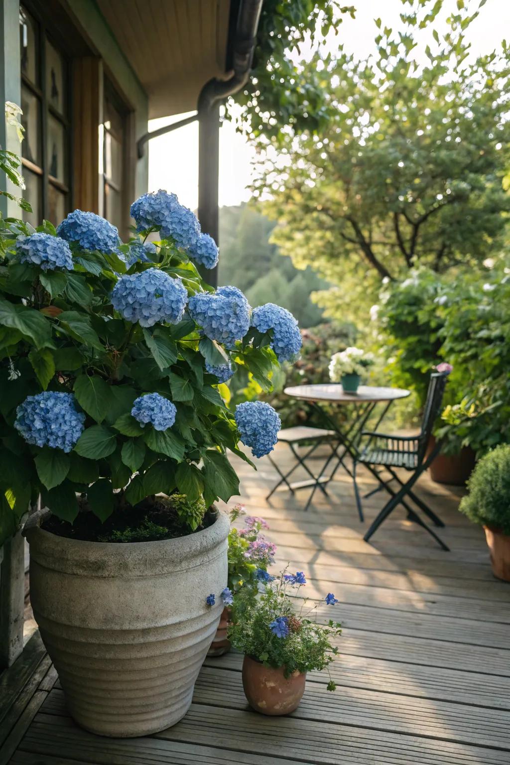Luxurious hydrangea blooms creating a focal point on a shaded terrace.