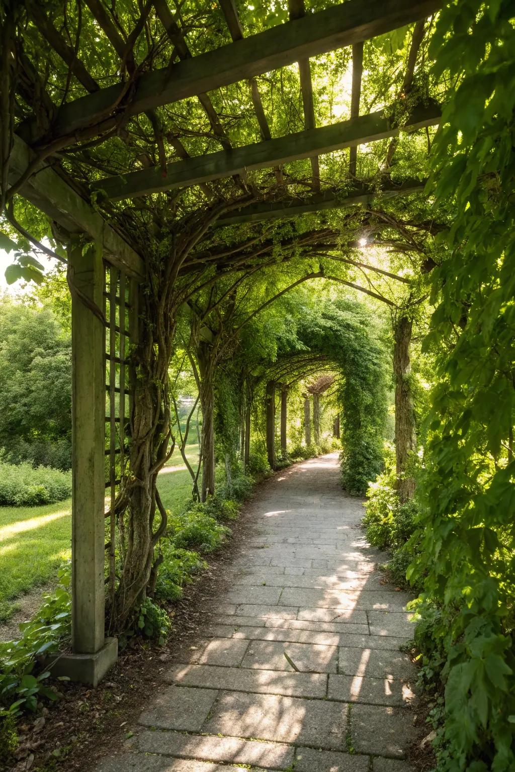 Pergolas make pathways enchanting.