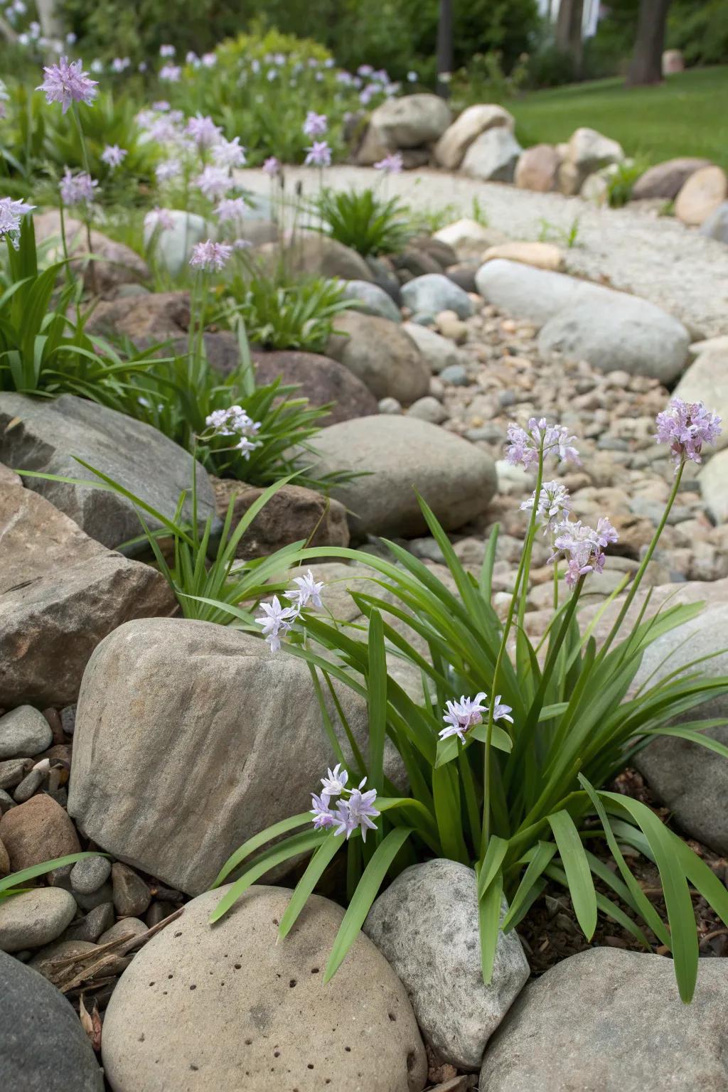 Society garlic adds striking accents to rock gardens.
