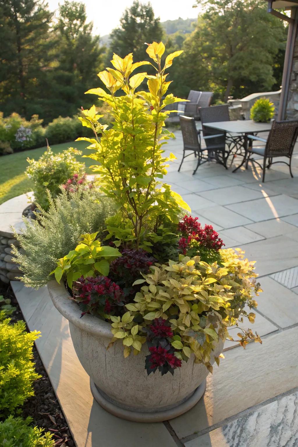 Dynamic container gardens with sunshine ligustrum for vibrant patios.