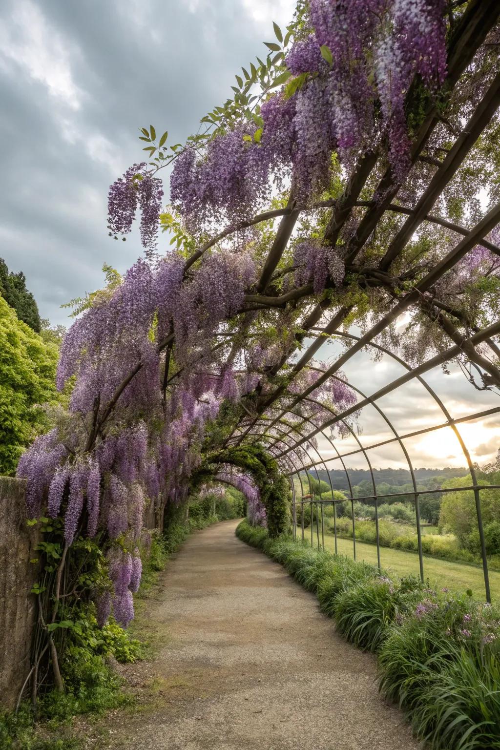 A whimsical wisteria tunnel, a fantasy of cascading purple blooms.