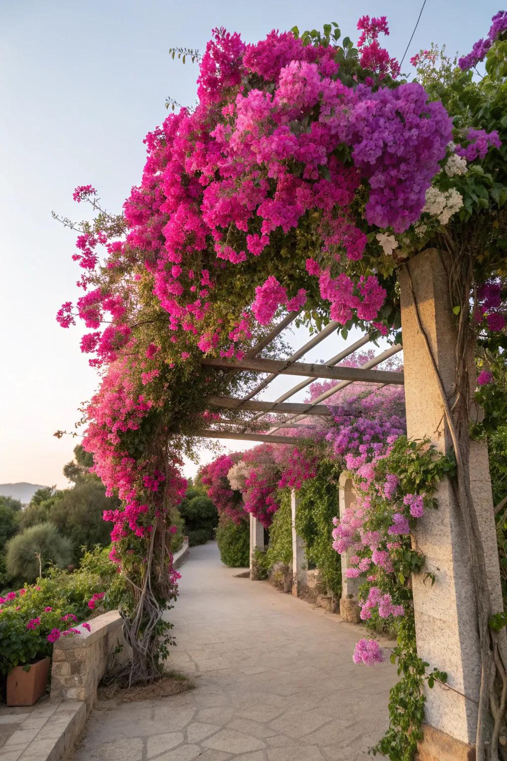 A bougainvillea-covered trellis bursts with vibrant pink and purple blooms, creating a garden centerpiece.
