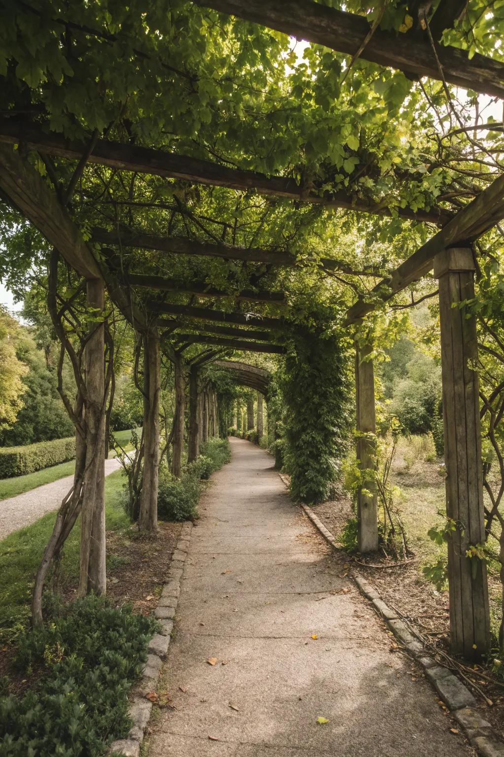 Pathway lined with wooden arbors, inviting exploration.