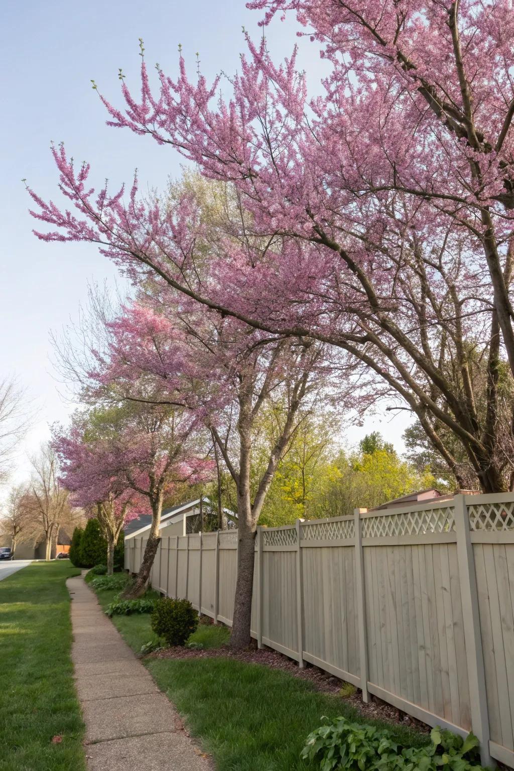 Eastern Redbud provides seasonal color and privacy.