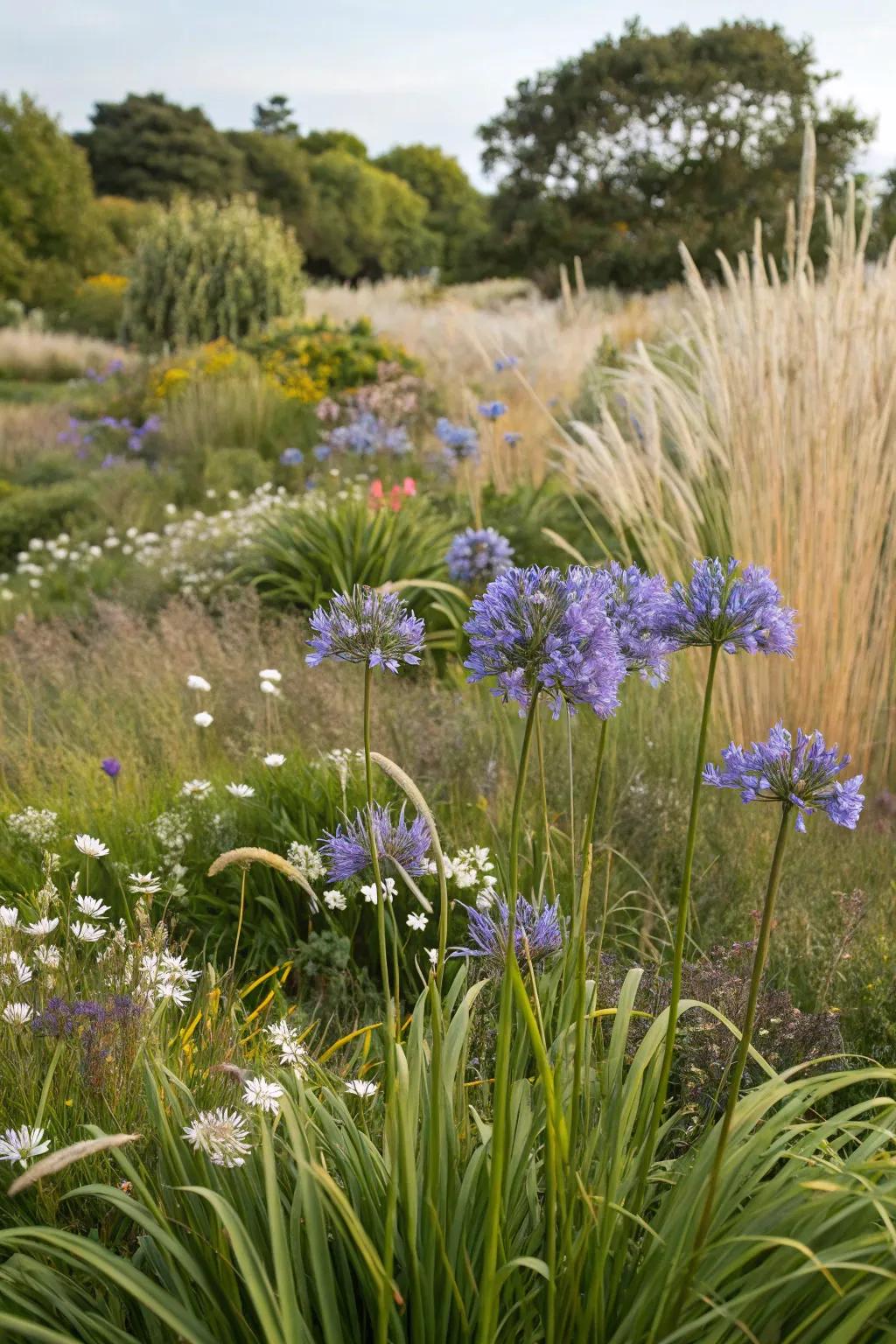 Embrace natural beauty with agapanthus in wild settings.