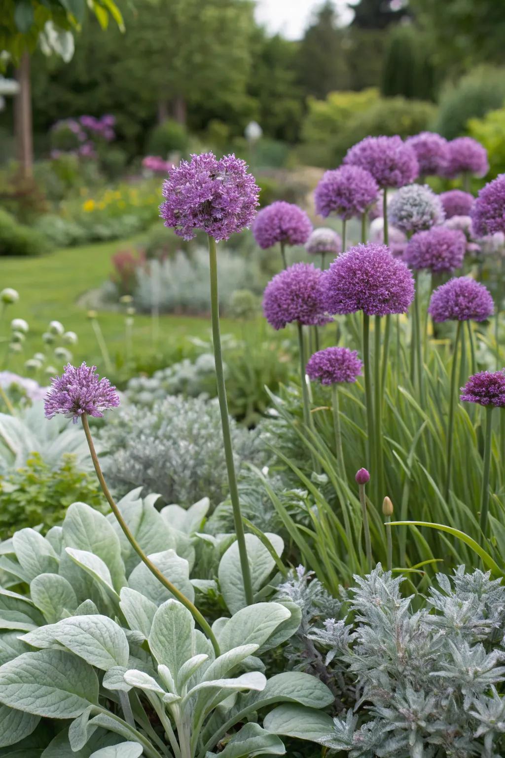 Contrasting textures with alliums and silver foliage.