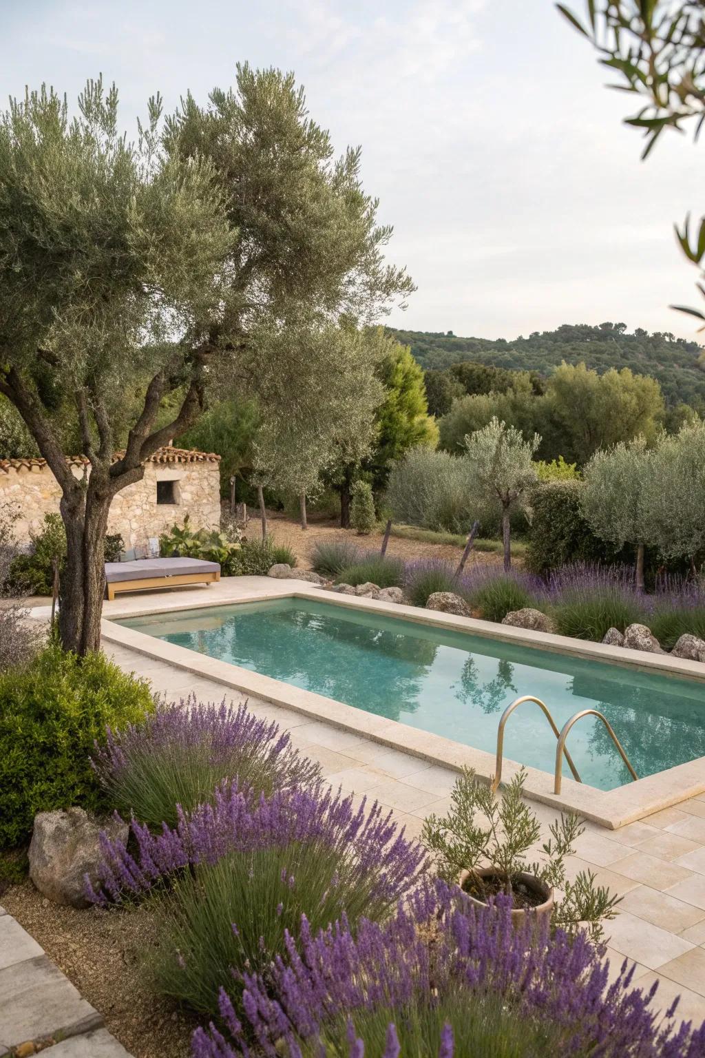 A Mediterranean-inspired pool area with olive trees and lavender.