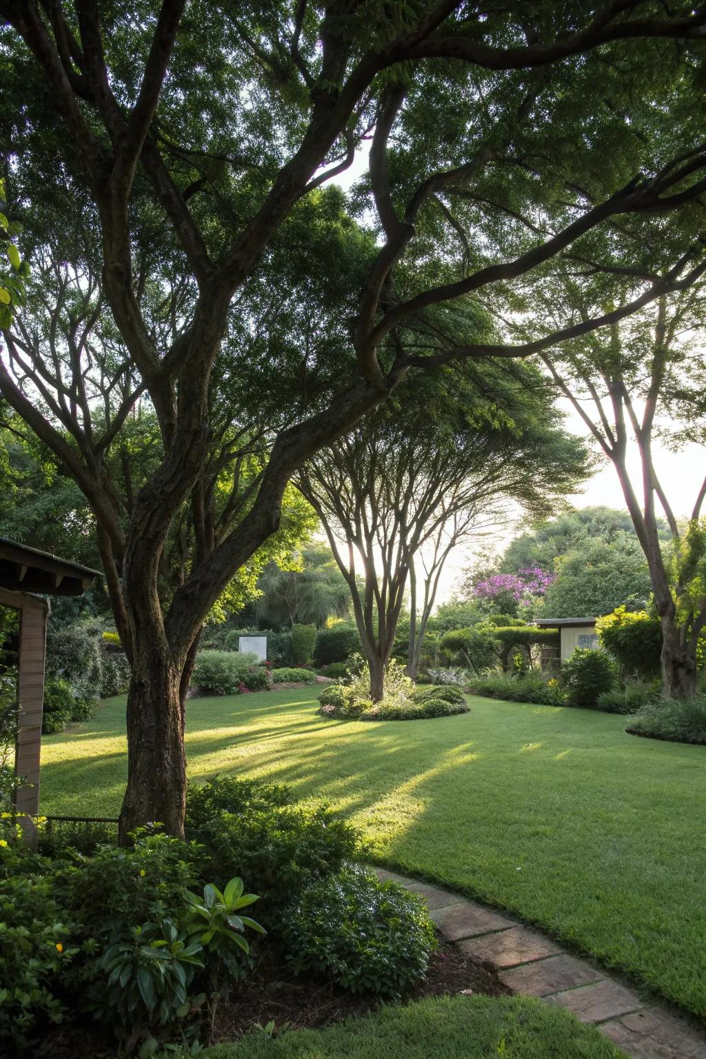 Shade trees offer natural and sustainable protection from the sun.
