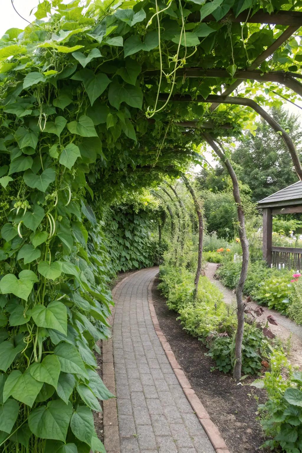 Walk through nature with a pergola bean tunnel.