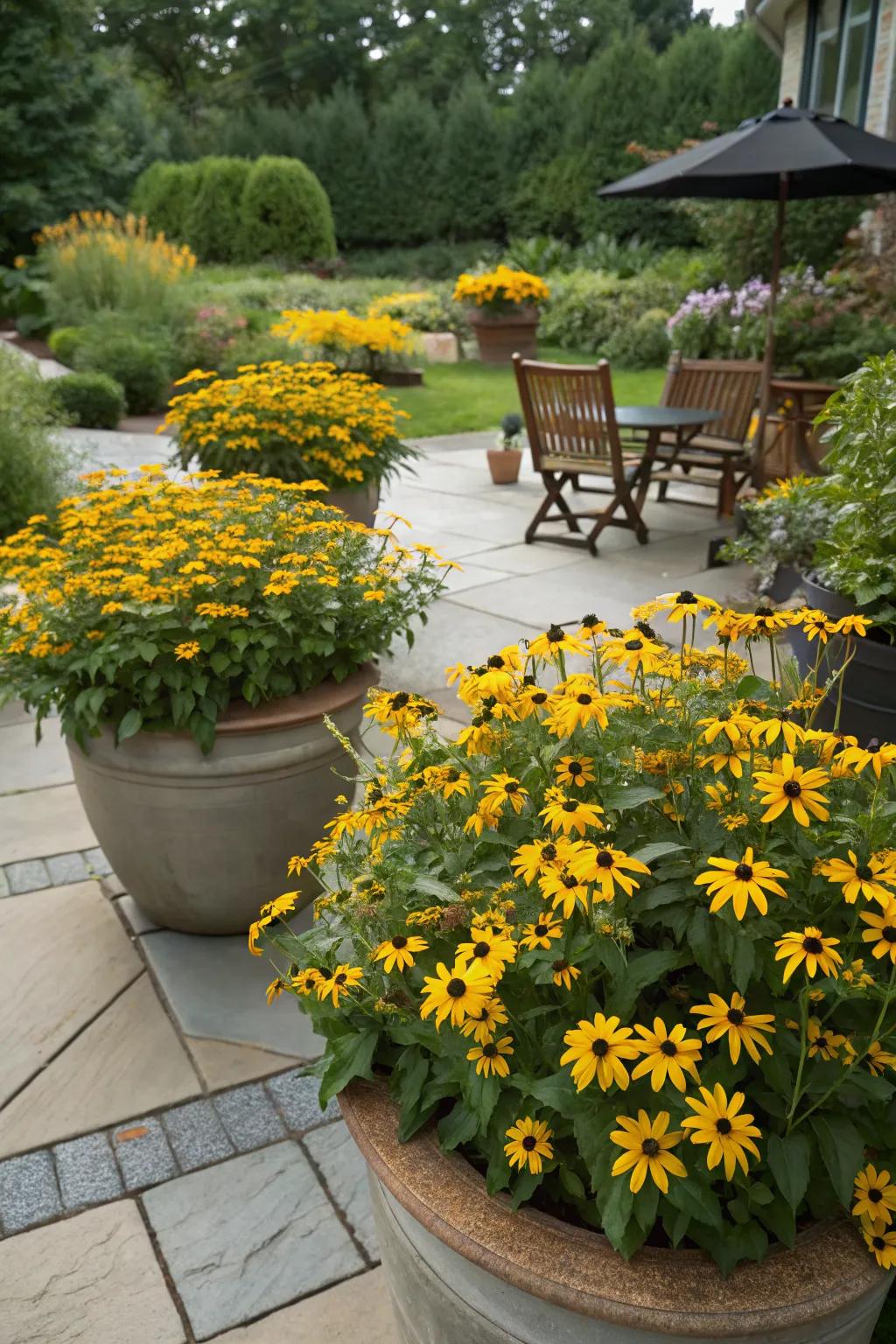 Container garden delight with black-eyed Susans.