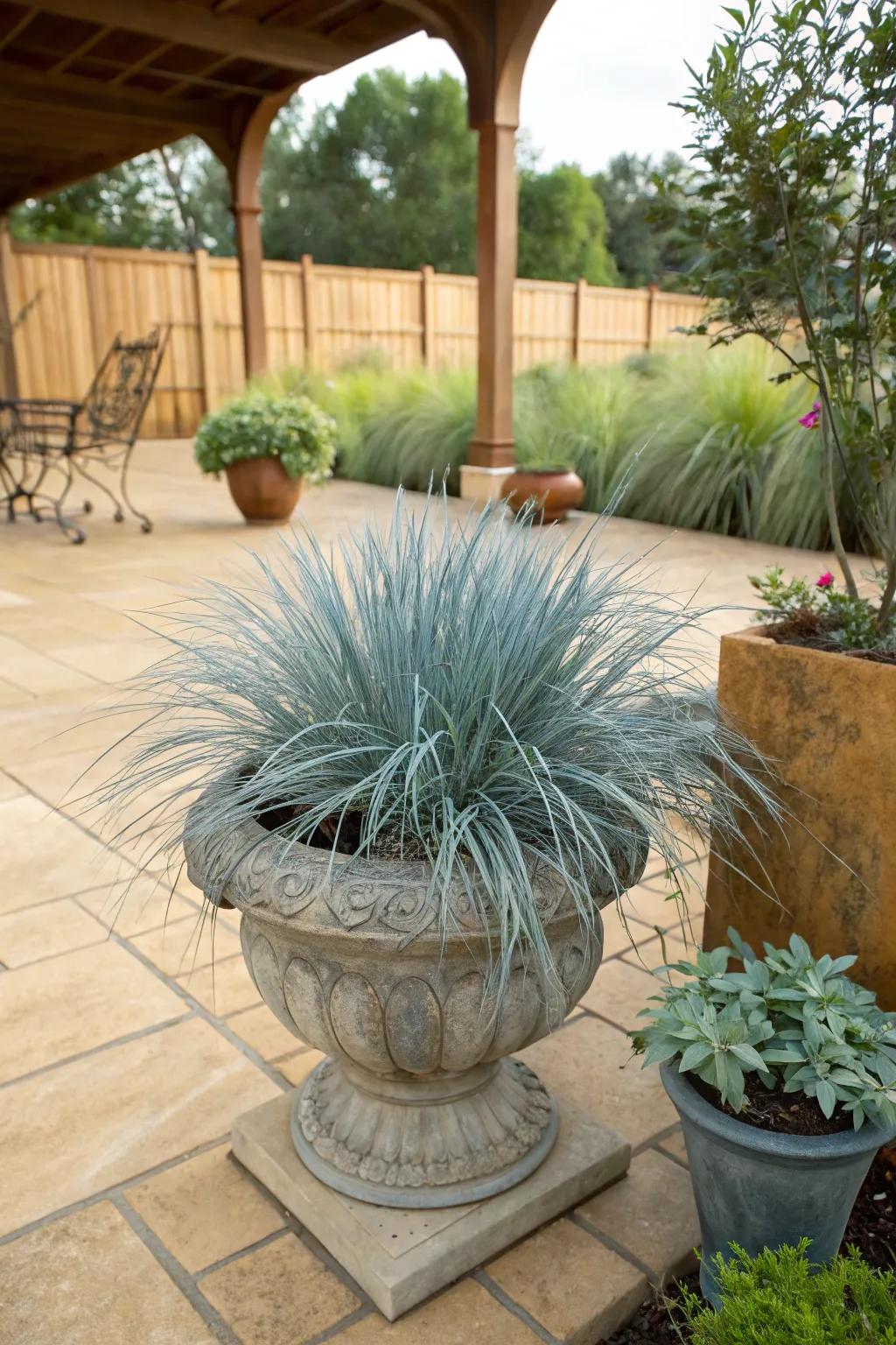 Blue fescue shines in this charming container garden.