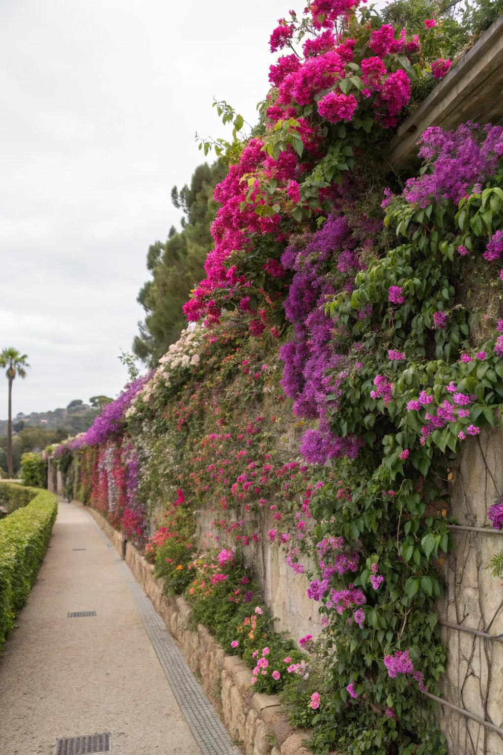 A mix of climbers for a rich, layered garden.