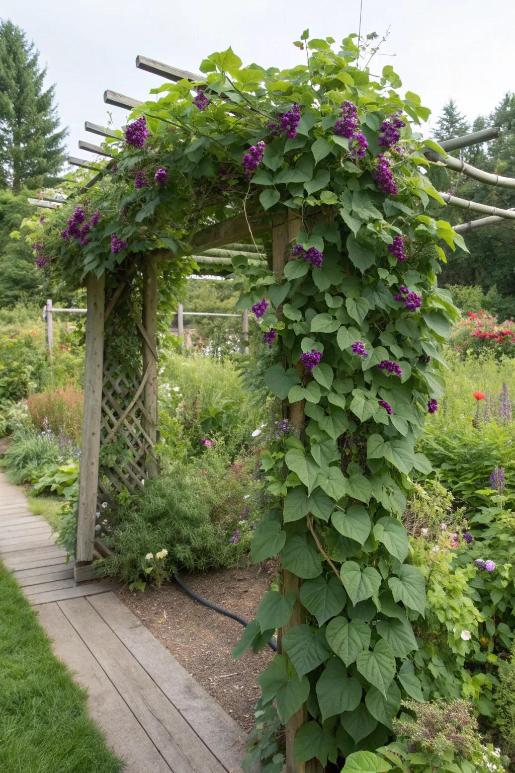 Climbing companions enhance your garden's aesthetic and productivity.