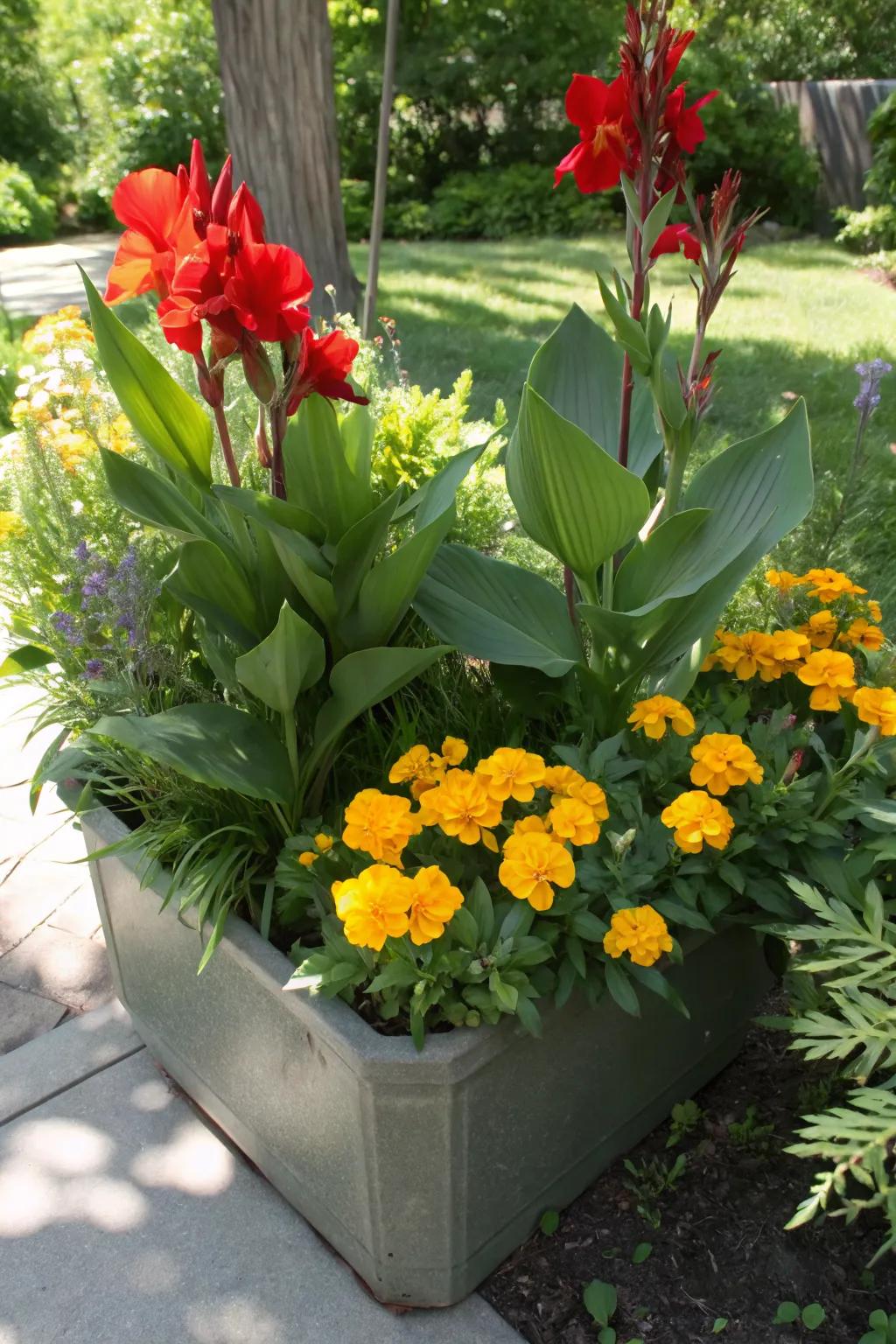 Canna lilies pair beautifully with other sun-loving plants for a summer-themed garden.