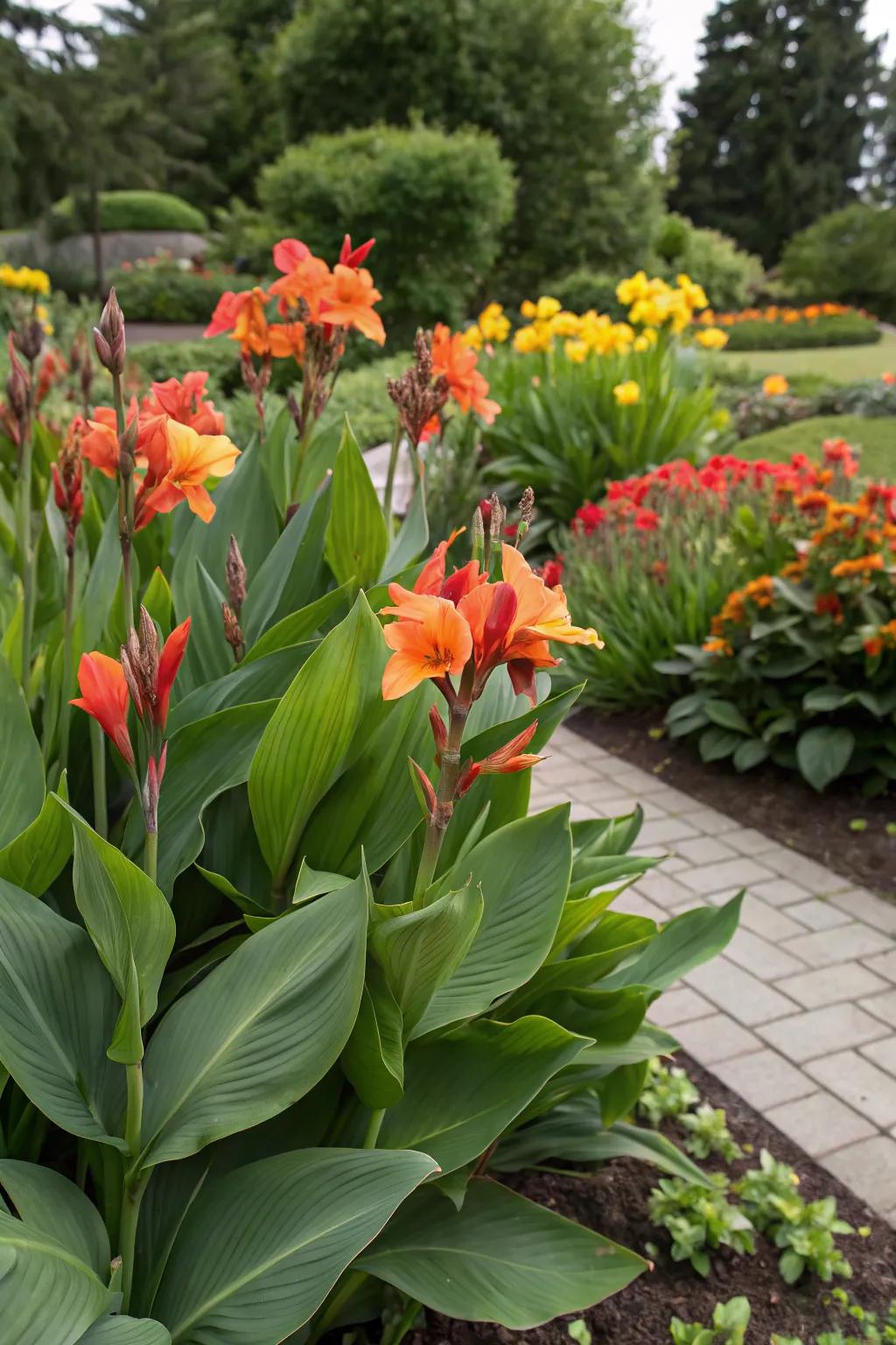 Canna lilies used as bold focal points in a vibrant garden.