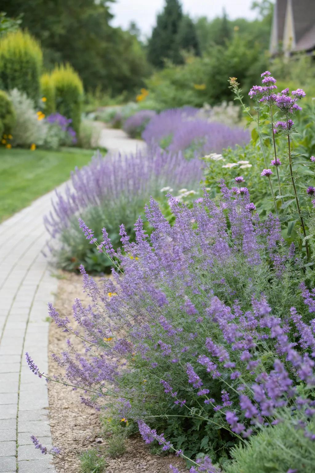 Catmint used to create a casual, flowing garden border.