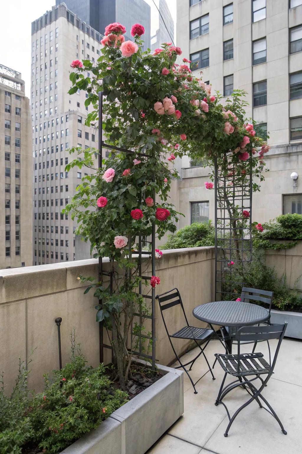 Make the most of limited space with a compact trellis for your roses.