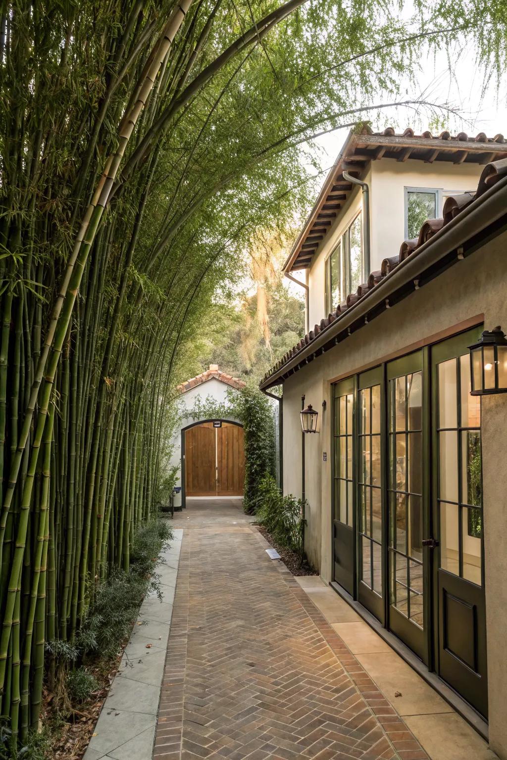 A lush bamboo-lined passage offering an exotic vibe.