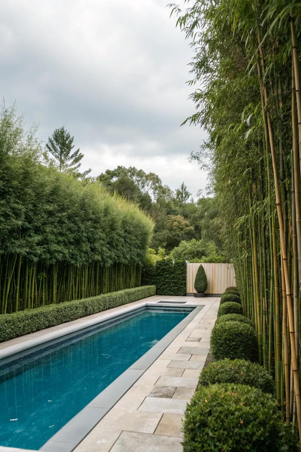Privacy plants like bamboo offer seclusion and a lush feel.