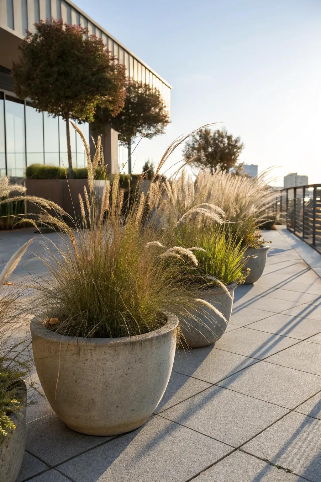 Ornamental grasses add texture and a touch of nature to sunny patios.
